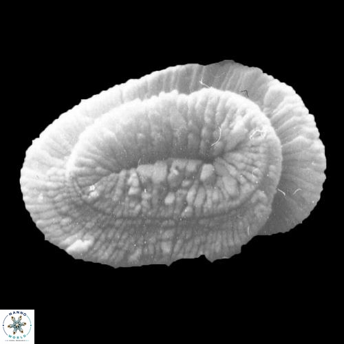 Helicosphaera burkei 925 6
