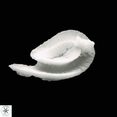 Helicosphaera burkei 947 18