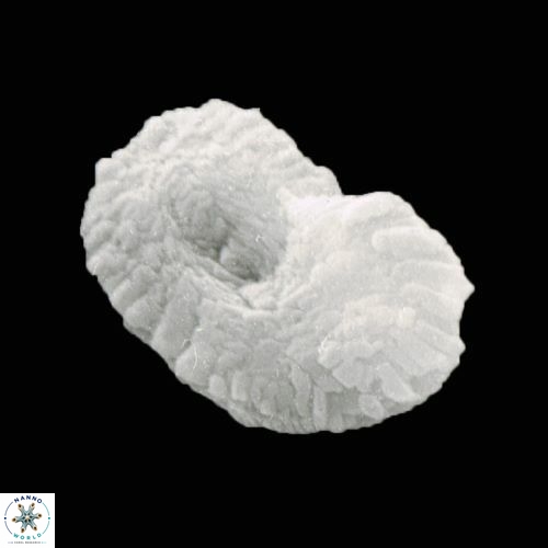 Helicosphaera burkei 995 4