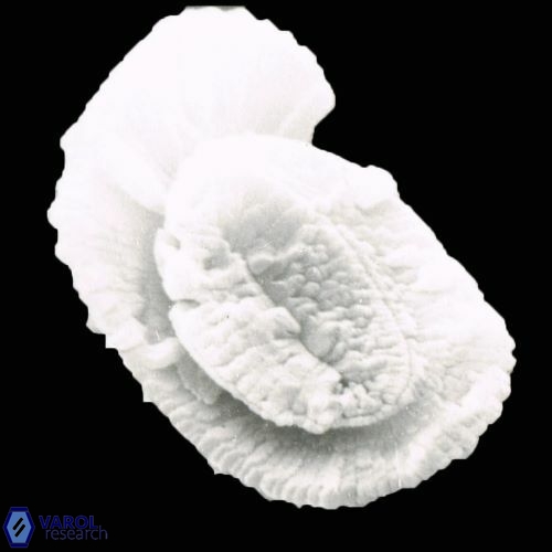 Helicosphaera burkei 995 5