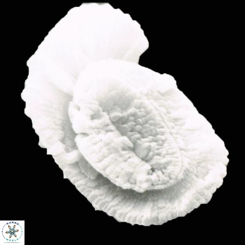 Helicosphaera burkei 995 5