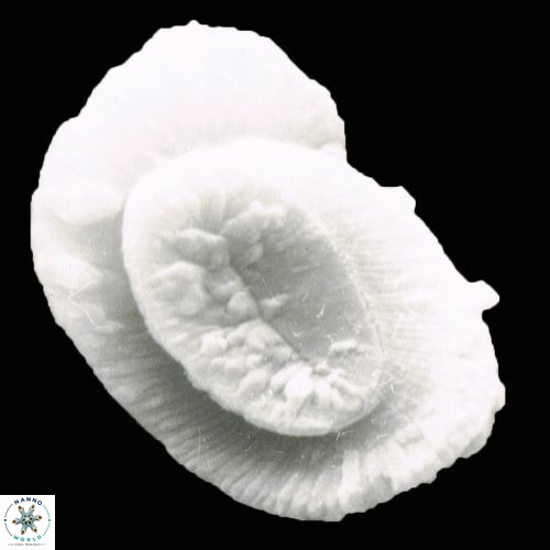 Helicosphaera burkei 1036 2