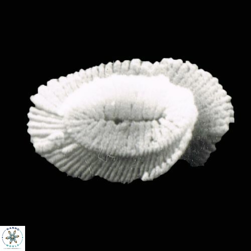 Helicosphaera burkei 1045 8