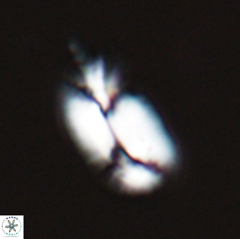 Helicosphaera burkei 27496