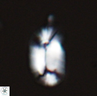 Helicosphaera burkei 27500