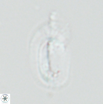 Helicosphaera burkei 27503