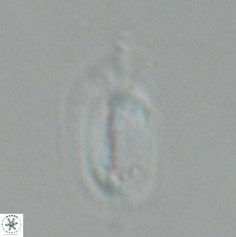 Helicosphaera burkei 27504
