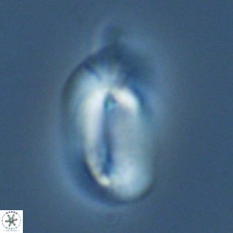 Helicosphaera burkei 27505