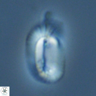 Helicosphaera burkei 27506