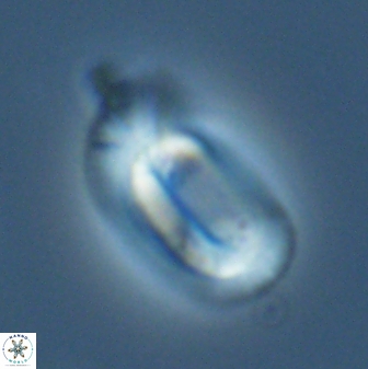 Helicosphaera burkei 27507