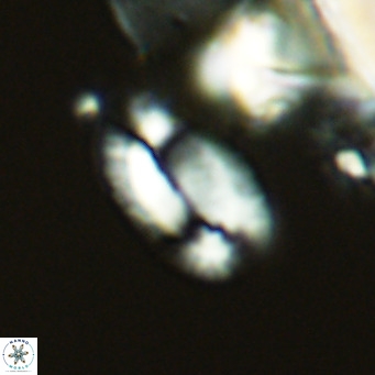 Helicosphaera burkei VR 04552