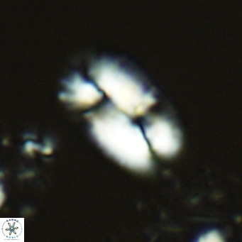 Helicosphaera burkei VR 05156