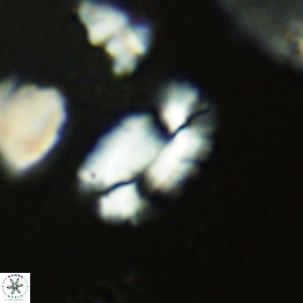 Helicosphaera burkei VR 05287