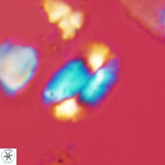 Helicosphaera burkei VR 05288