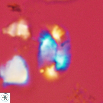 Helicosphaera burkei VR 05289