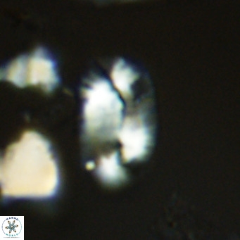 Helicosphaera burkei VR 05294