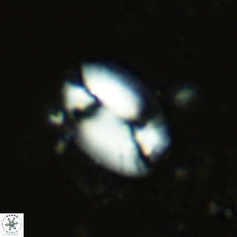 Helicosphaera burkei VR 07813
