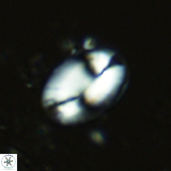 Helicosphaera burkei VR 07816
