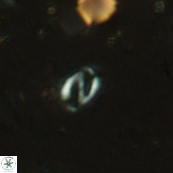 Helicosphaera bowmanii 2402