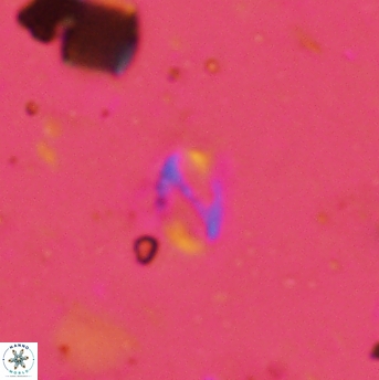 Helicosphaera bowmanii 2404