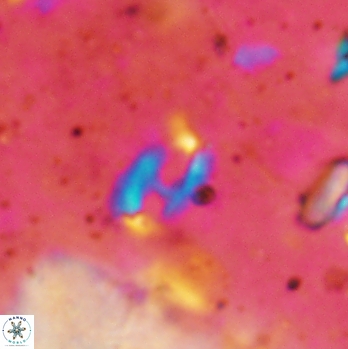 Helicosphaera bowmanii 2437