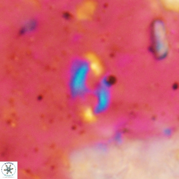 Helicosphaera bowmanii 2438