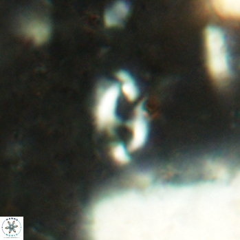 Helicosphaera bowmanii 2439
