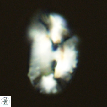 Helicosphaera bownii VR 09297