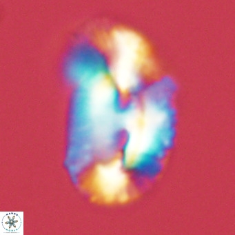 Helicosphaera bownii VR 09298