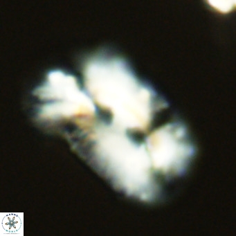 Helicosphaera bownii VR 09300