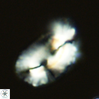 Helicosphaera bownii VR 09304