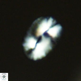 Helicosphaera bownii VR 09506