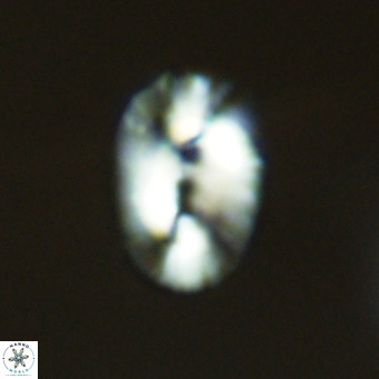 Helicosphaera bownii VR 09509