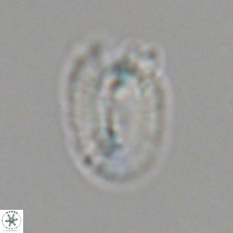 Helicosphaera bownii VR 09516