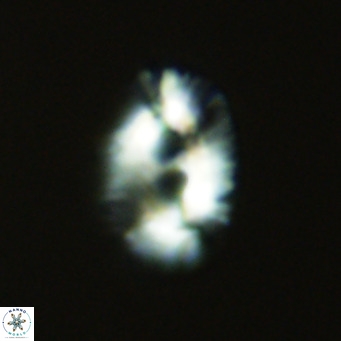 Helicosphaera bownii VR 09629