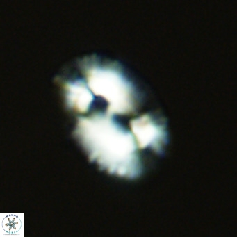 Helicosphaera bownii VR 09630