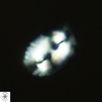 Helicosphaera bownii VR 09633