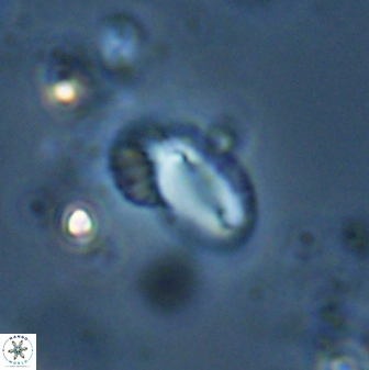 Helicosphaera californiana 27578