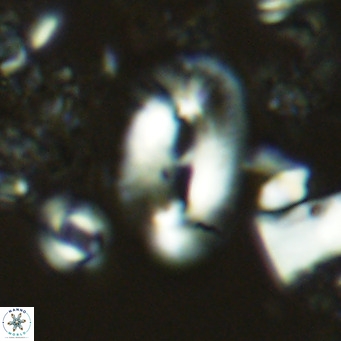 Helicosphaera carteri carteri VR 03763