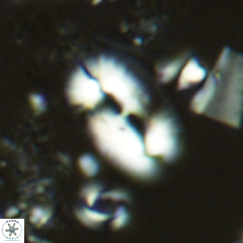 Helicosphaera carteri carteri VR 03766