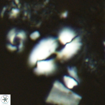 Helicosphaera carteri carteri VR 03767