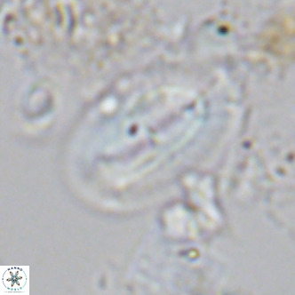 Helicosphaera carteri carteri VR 03769