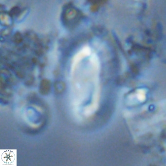 Helicosphaera carteri carteri VR 03773