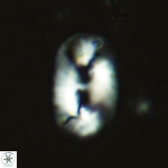 Helicosphaera carteri carteri VR 03856