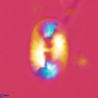 Helicosphaera carteri carteri VR 03857