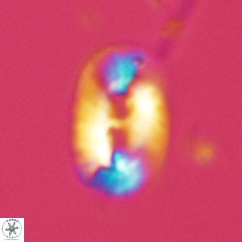 Helicosphaera carteri carteri VR 03857