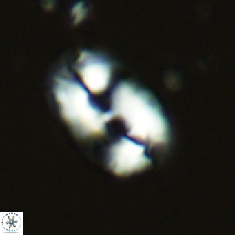 Helicosphaera carteri carteri VR 03858