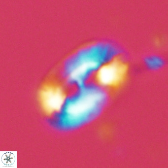 Helicosphaera carteri carteri VR 03860