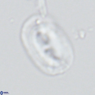 Helicosphaera carteri carteri VR 03865