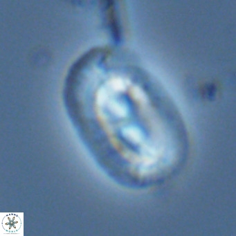Helicosphaera carteri carteri VR 03867